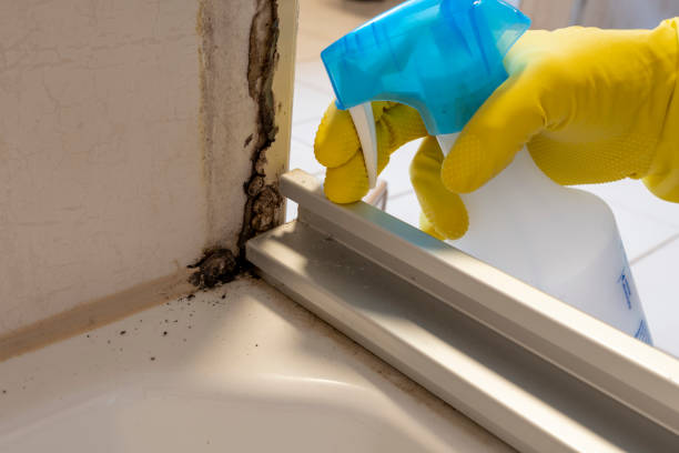 Mold Documentation for Insurance Claims in St Clair, PA